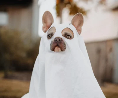 product-thumb-5_optimized Alimento perro